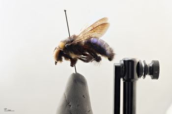 Media type: image;   Entomology 810674 Aspect: habitus lateral view